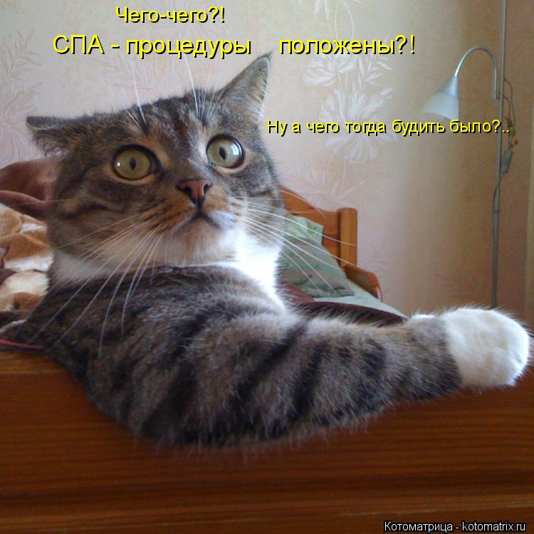 Ну а чего тогда будить было?.. Чего-чего?! СПА - процедуры положены?!... Котоматрица: Ну а чего тогда будить было?.. Чего-чего?! СПА - процедуры положены?!