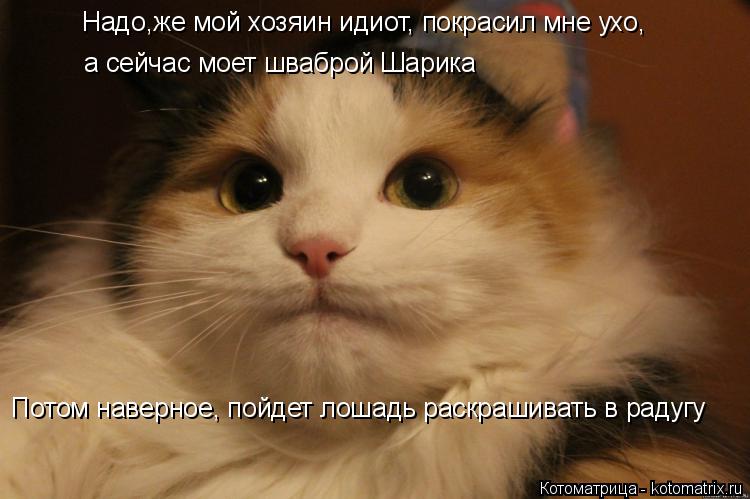 Надо,же мой хозяин идиот, покрасил мне ухо, а сейчас моет шваброй Шарика Потом наверное, пойдет лоша... Котоматрица: Надо,же мой хозяин идиот, покрасил мне ухо, а сейчас моет шваброй Шарика Потом наверное, пойдет лошадь раскрашивать в радугу