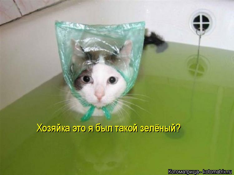 Хозяйка это я был такой зелёный?... Котоматрица: Хозяйка это я был такой зелёный?