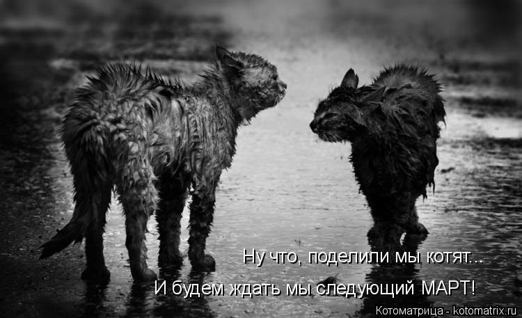 Ну что, поделили мы котят... И будем ждать мы следующий МАРТ!... Котоматрица: Ну что, поделили мы котят... И будем ждать мы следующий МАРТ!