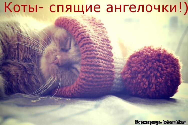 Коты- спящие ангелочки!)... Котоматрица: Коты- спящие ангелочки!)