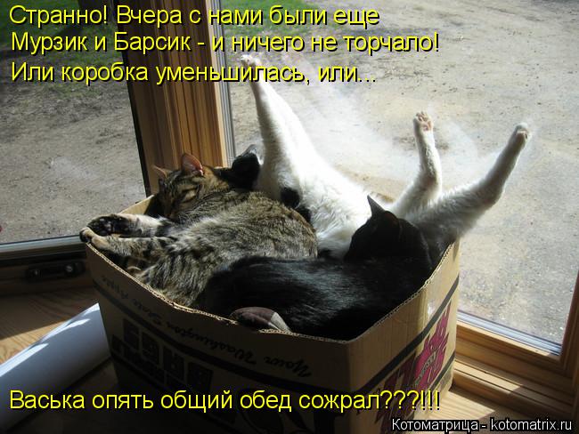 Странно! Вчера с нами были еще Мурзик и Барсик - и ничего не торчало! Или коробка уменьшилась, или..... Котоматрица: Странно! Вчера с нами были еще Мурзик и Барсик - и ничего не торчало! Или коробка уменьшилась, или... Васька опять общий обед сожрал???!!!