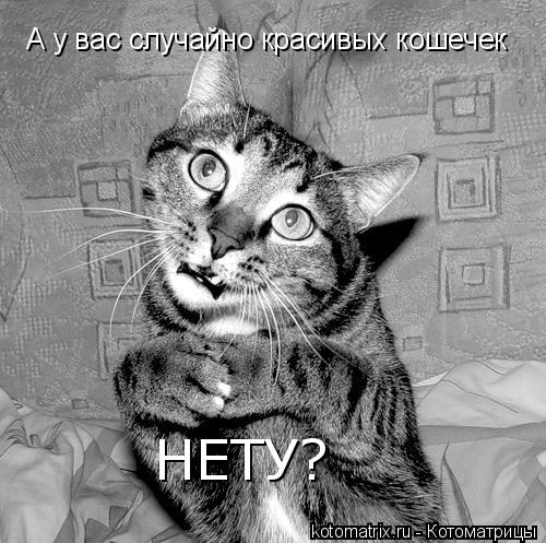 А у вас случайно красивых кошечек НЕТУ?... Котоматрица: А у вас случайно красивых кошечек НЕТУ?