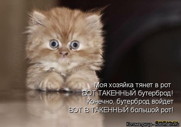 Моя хозяйка тянет в рот ВОТ ТАКЕННЫЙ бутерброд! Конечно, бутерброд войдет ВОТ В ТАКЕННЫЙ большой рот... Котоматрица: Моя хозяйка тянет в рот ВОТ ТАКЕННЫЙ бутерброд! Конечно, бутерброд войдет ВОТ В ТАКЕННЫЙ большой рот!