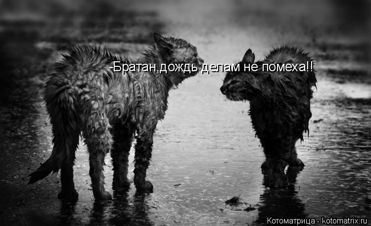 -Братан,дождь делам не помеха!!... Котоматрица: -Братан,дождь делам не помеха!!