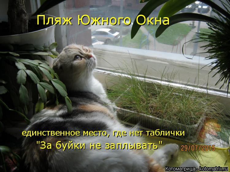 Пляж Южного Окна единственное место, где нет таблички "За буйки не заплывать"... Котоматрица: Пляж Южного Окна единственное место, где нет таблички "За буйки не заплывать"