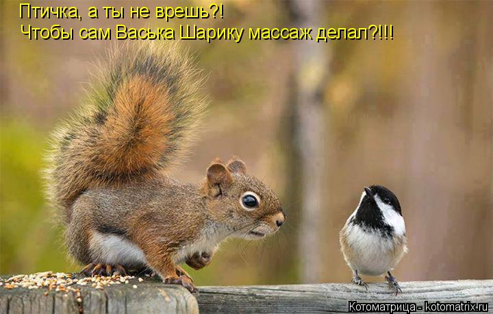 Птичка, а ты не врешь?! Чтобы сам Васька Шарику массаж делал?!!!... Котоматрица: Птичка, а ты не врешь?! Чтобы сам Васька Шарику массаж делал?!!!