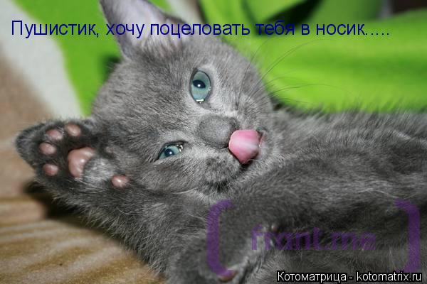 Пушистик, хочу поцеловать тебя в носик........ Котоматрица: Пушистик, хочу поцеловать тебя в носик.....
