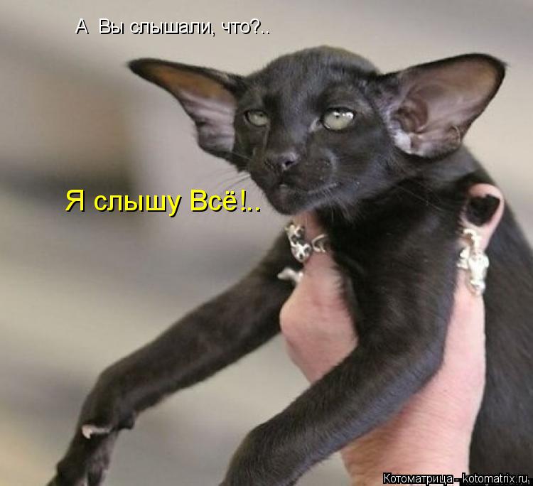 А Вы слышали, что?.. Я слышу Всё!..... Котоматрица: А Вы слышали, что?.. Я слышу Всё!..