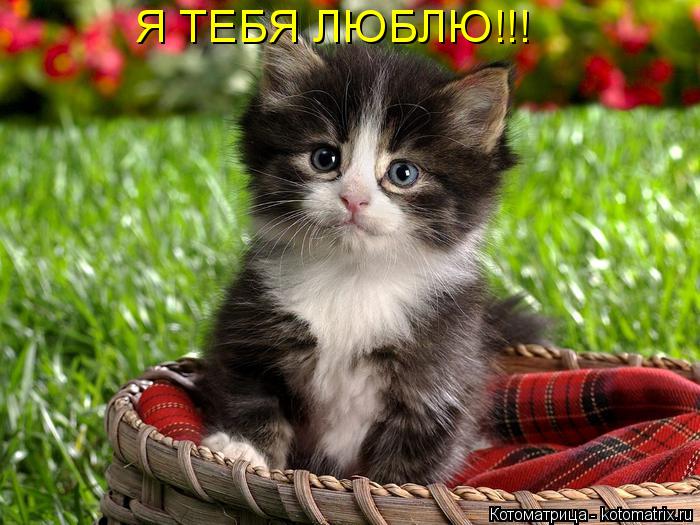 Я ТЕБЯ ЛЮБЛЮ!!!... Котоматрица: Я ТЕБЯ ЛЮБЛЮ!!!