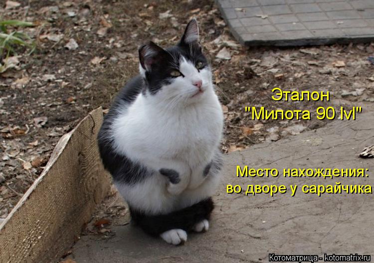 "Милота 90 lvl" Эталон Место нахождения: во дворе у сарайчика... Котоматрица: "Милота 90 lvl" Эталон Место нахождения: во дворе у сарайчика