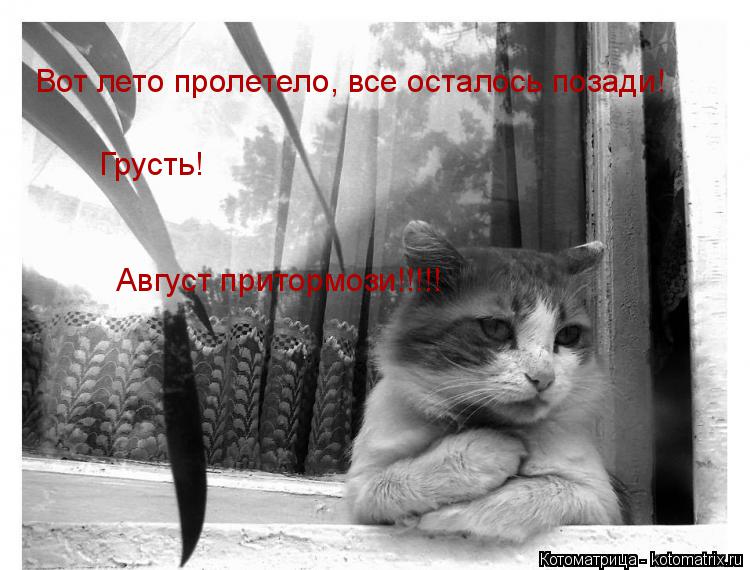 Вот лето пролетело, все осталось позади! Август притормози!!!!! Грусть!... Котоматрица: Вот лето пролетело, все осталось позади! Август притормози!!!!! Грусть!