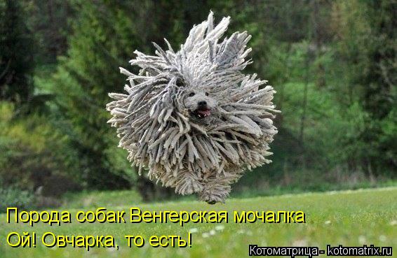 Порода собак Венгерская мочалка Ой! Овчарка, то есть!... Котоматрица: Порода собак Венгерская мочалка Ой! Овчарка, то есть!