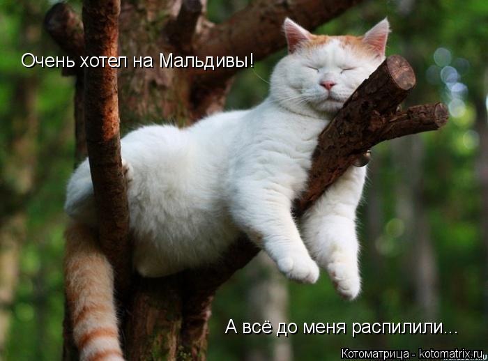 Очень хотел на Мальдивы! А всё до меня распилили...... Котоматрица: Очень хотел на Мальдивы! А всё до меня распилили...