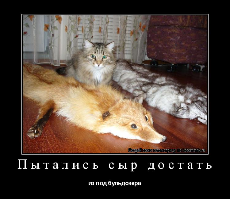 Пытались сыр достать из под бульдозера... Котоматрица: Пытались сыр достать из под бульдозера