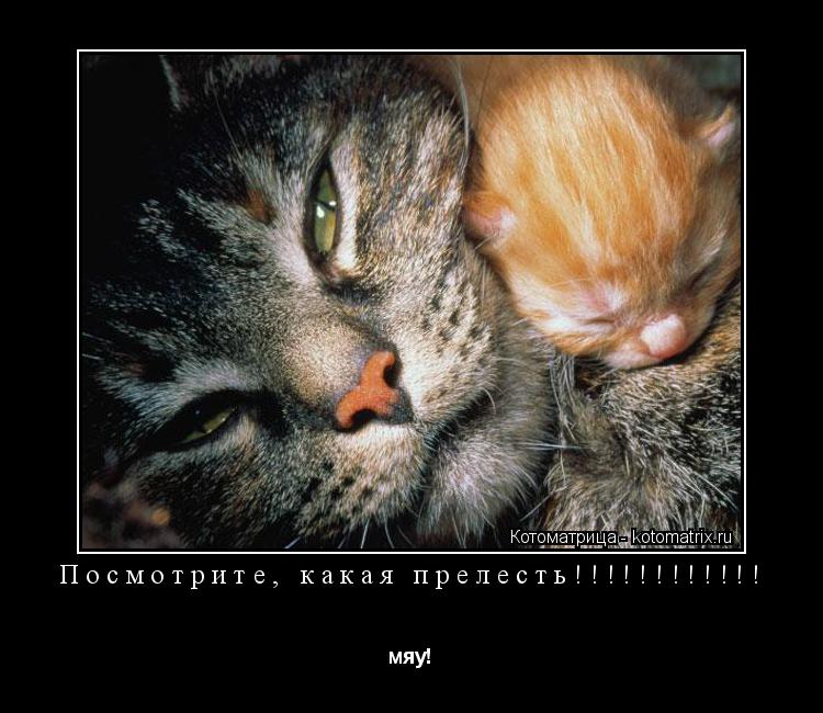 Посмотрите, какая прелесть!!!!!!!!!!!! мяу!... Котоматрица: Посмотрите, какая прелесть!!!!!!!!!!!! мяу!