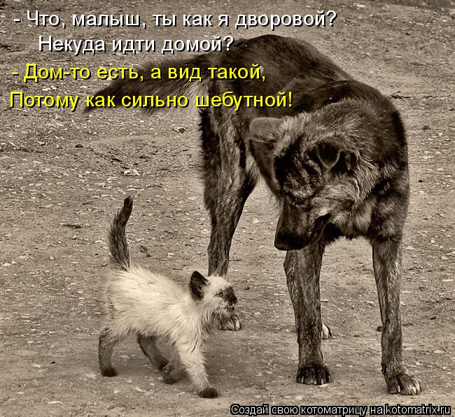 - Что, малыш, ты как я дворовой? Некуда идти домой? - Дом-то есть, а вид такой, Потому как сильно ше... Котоматрица: - Что, малыш, ты как я дворовой? Некуда идти домой? - Дом-то есть, а вид такой, Потому как сильно шебутной!