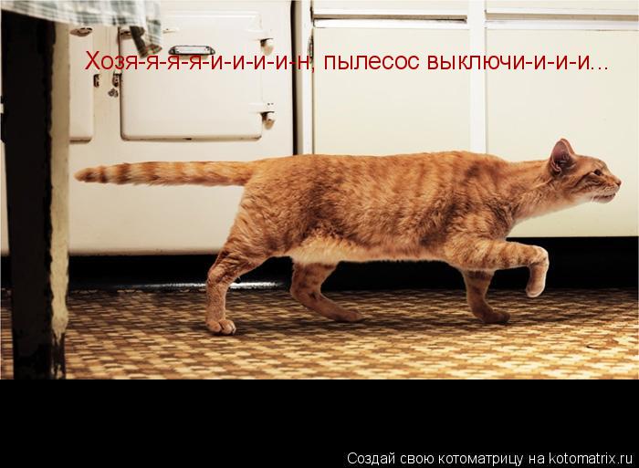 Хозя-я-я-я-и-и-и-и-н, пылесос выключи-и-и-и...... Котоматрица: Хозя-я-я-я-и-и-и-и-н, пылесос выключи-и-и-и...