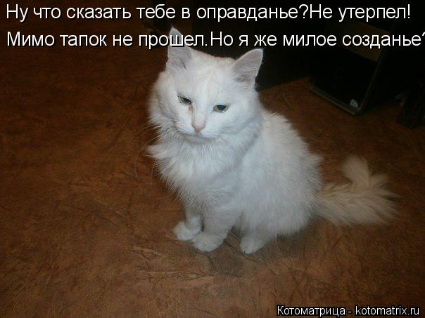 Ну что сказать тебе в оправданье?Не утерпел! Мимо тапок не прошел.Но я же милое созданье?... Котоматрица: Ну что сказать тебе в оправданье?Не утерпел! Мимо тапок не прошел.Но я же милое созданье?