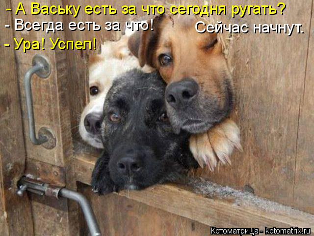 - А Ваську есть за что сегодня ругать? - Всегда есть за что! Сейчас начнут. - Ура! Успел!... Котоматрица: - А Ваську есть за что сегодня ругать? - Всегда есть за что! Сейчас начнут. - Ура! Успел!