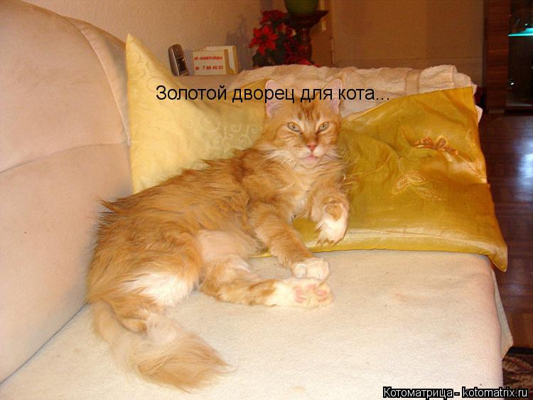 Золотой дворец для кота...... Котоматрица: Золотой дворец для кота...