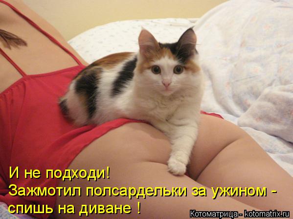 И не подходи! Зажмотил полсардельки за ужином - спишь на диване !... Котоматрица: И не подходи! Зажмотил полсардельки за ужином - спишь на диване !