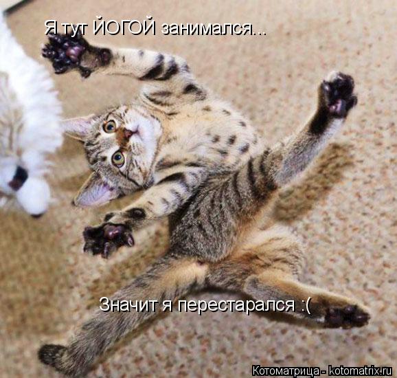 Я тут ЙОГОЙ занимался... Значит я перестарался :(... Котоматрица: Я тут ЙОГОЙ занимался... Значит я перестарался :(