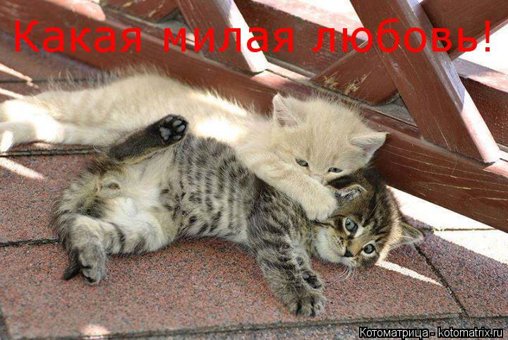 Какая милая любовь!... Котоматрица: Какая милая любовь!