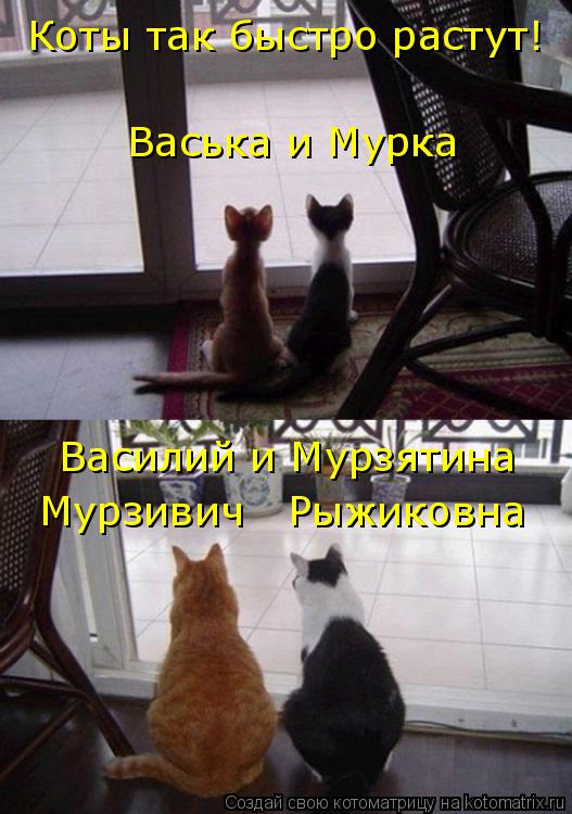 Коты так быстро растут! Васька и Мурка Мурзивич Рыжиковна Василий и Мурзятина... Котоматрица: Коты так быстро растут! Васька и Мурка Мурзивич Рыжиковна Василий и Мурзятина