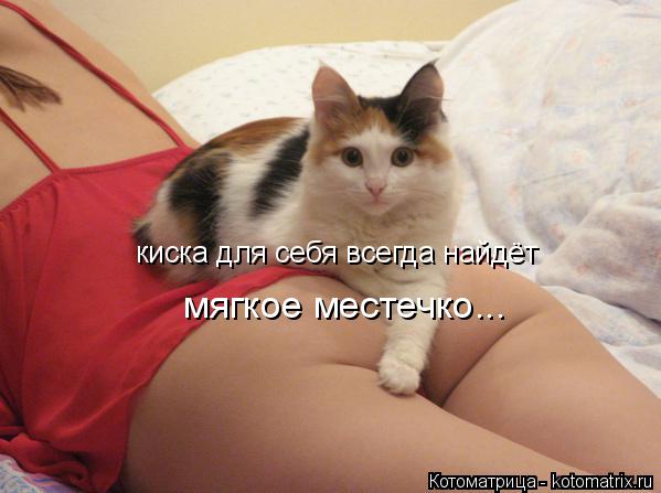 киска для себя всегда найдёт мягкое местечко...... Котоматрица: киска для себя всегда найдёт мягкое местечко...