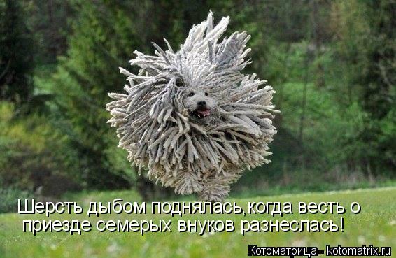 Шерсть дыбом поднялась,когда весть о приезде семерых внуков разнеслась!... Котоматрица: Шерсть дыбом поднялась,когда весть о приезде семерых внуков разнеслась!