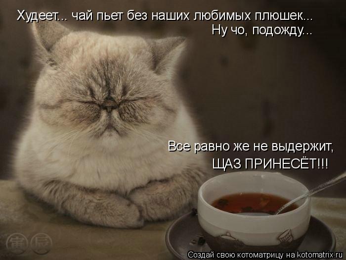 Ну чо, подожду... Все равно же не выдержит, ЩАЗ ПРИНЕСЁТ!!! Худеет... чай пьет без наших любимых плюш... Котоматрица: Ну чо, подожду... Все равно же не выдержит, ЩАЗ ПРИНЕСЁТ!!! Худеет... чай пьет без наших любимых плюшек...