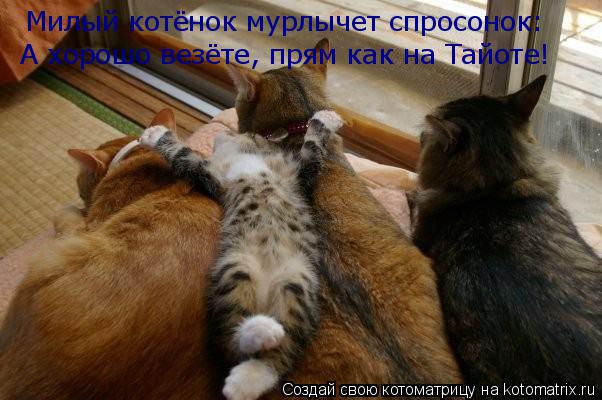 Милый котёнок мурлычет спросонок: А хорошо везёте, прям как на Тайоте!... Котоматрица: Милый котёнок мурлычет спросонок: А хорошо везёте, прям как на Тайоте!