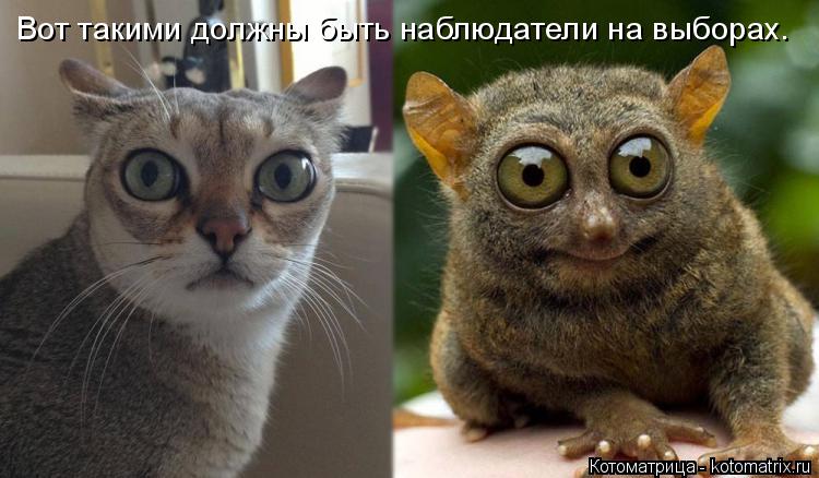 Вот такими должны быть наблюдатели на выборах.... Котоматрица: Вот такими должны быть наблюдатели на выборах.