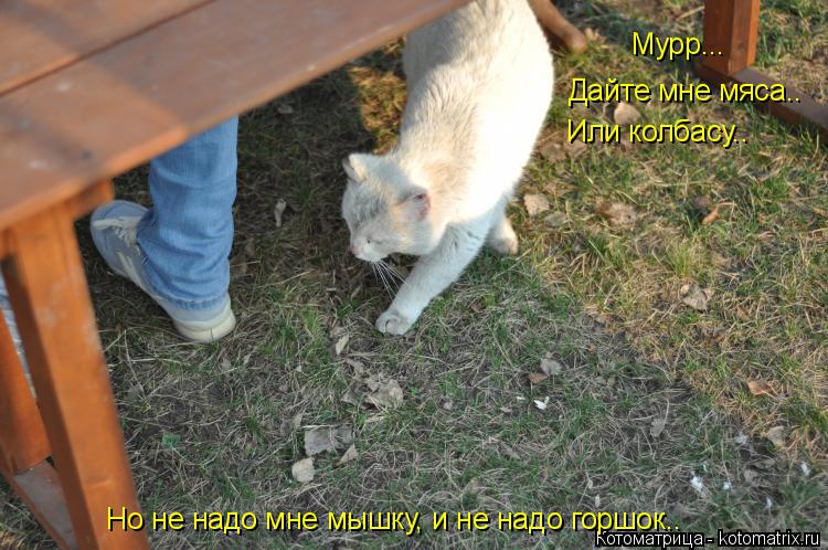 Мурр... Дайте мне мяса.. Или колбасу.. Но не надо мне мышку, и не надо горшок..... Котоматрица: Мурр... Дайте мне мяса.. Или колбасу.. Но не надо мне мышку, и не надо горшок..