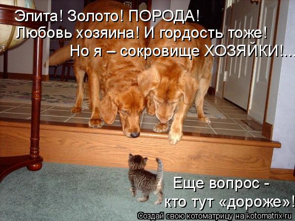 Элита! Золото! ПОРОДА! Любовь хозяина! И гордость тоже! Но я – сокровище ХОЗЯЙКИ!... Еще вопрос - кт... Котоматрица: Элита! Золото! ПОРОДА! Любовь хозяина! И гордость тоже! Но я – сокровище ХОЗЯЙКИ!... Еще вопрос - кто тут «дороже»!