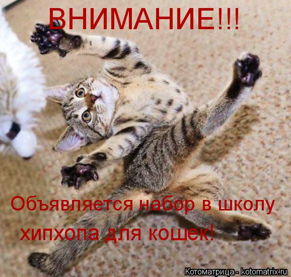 ВНИМАНИЕ!!! Объявляется набор в школу хипхопа для кошек!... Котоматрица: ВНИМАНИЕ!!! Объявляется набор в школу хипхопа для кошек!