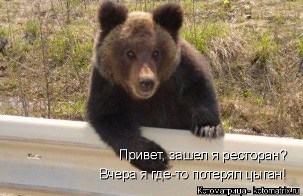Привет, зашел я ресторан? Вчера я где-то потерял цыган!... Котоматрица: Привет, зашел я ресторан? Вчера я где-то потерял цыган!