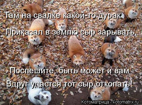 Там на свалке какой-то дурак Приказал в землю сыр зарывать. Поспешите, быть может и вам Вдруг удастся... Котоматрица: Там на свалке какой-то дурак Приказал в землю сыр зарывать. Поспешите, быть может и вам Вдруг удастся тот сыр откопать!