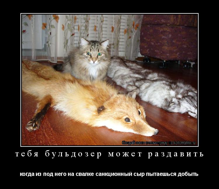 тебя бульдозер может раздавить когда из под него на свалке санкционный сыр пытаешься добыть... Котоматрица: тебя бульдозер может раздавить когда из под него на свалке санкционный сыр пытаешься добыть