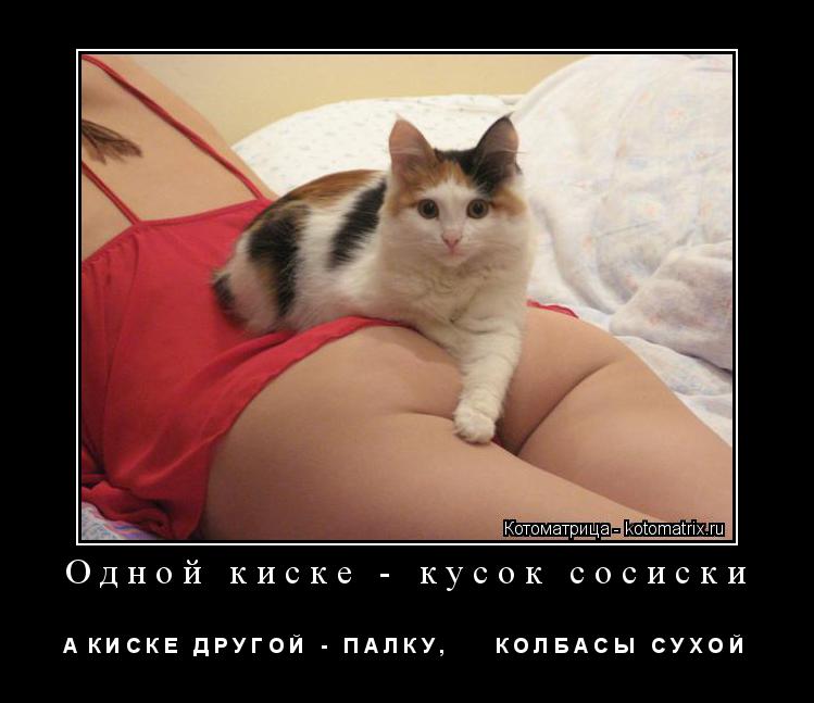 Одной киске - кусок сосиски А К И С К Е Д Р У Г О Й - П А Л К У , К О Л Б А С Ы С У ... Котоматрица: Одной киске - кусок сосиски А К И С К Е Д Р У Г О Й - П А Л К У , К О Л Б А С Ы С У Х О Й