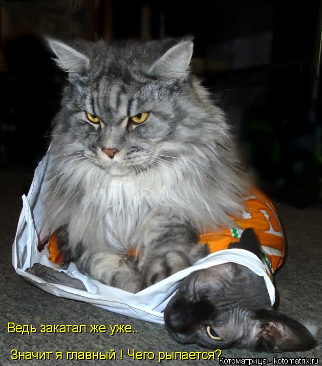 Ведь закатал же уже.. Значит я главный ! Чего рыпается?... Котоматрица: Ведь закатал же уже.. Значит я главный ! Чего рыпается?