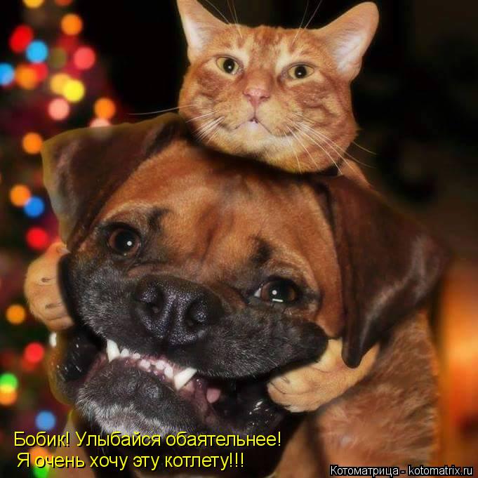 Бобик! Улыбайся обаятельнее! Я очень хочу эту котлету!!!... Котоматрица: Бобик! Улыбайся обаятельнее! Я очень хочу эту котлету!!!