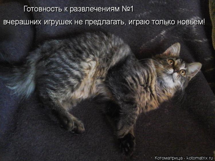 Готовность к развлечениям №1 вчерашних игрушек не предлагать, играю только новьем!... Котоматрица: Готовность к развлечениям №1 вчерашних игрушек не предлагать, играю только новьем!