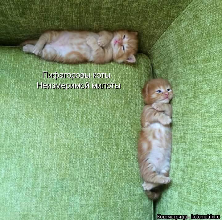 Пифагоровы коты Неизмеримой милоты... Котоматрица: Пифагоровы коты Неизмеримой милоты