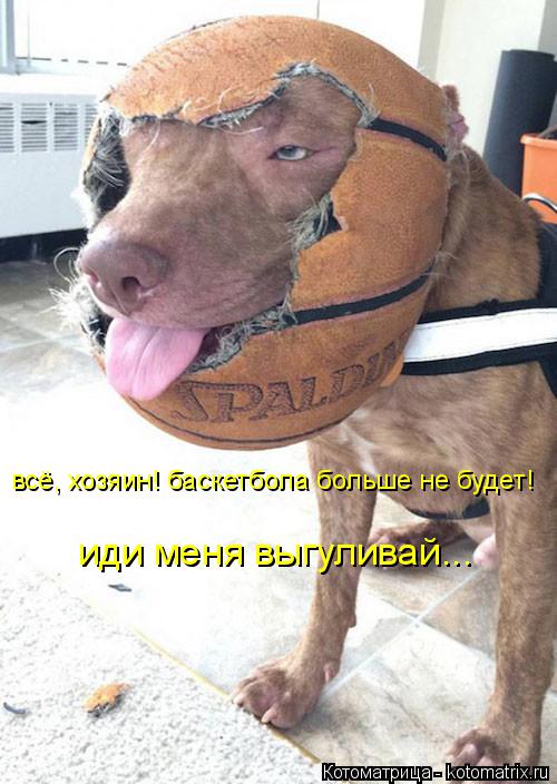 всё, хозяин! баскетбола больше не будет! иди меня выгуливай...... Котоматрица: всё, хозяин! баскетбола больше не будет! иди меня выгуливай...