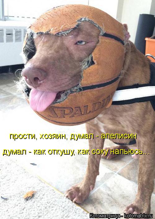 прости, хозяин, думал - апелисин думал - как откушу, как соку напьюсь...... Котоматрица: прости, хозяин, думал - апелисин думал - как откушу, как соку напьюсь...