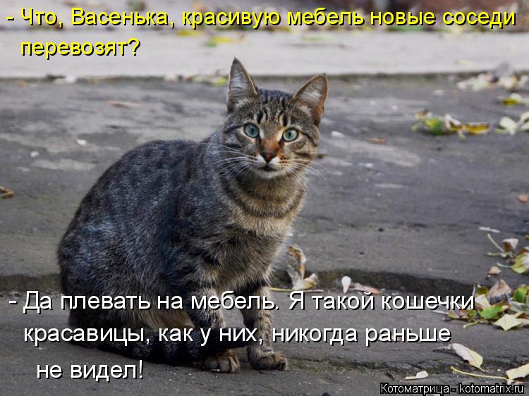 - Что, Васенька, красивую мебель новые соседи перевозят? - Да плевать на мебель. Я такой кошечки крас... Котоматрица: - Что, Васенька, красивую мебель новые соседи перевозят? - Да плевать на мебель. Я такой кошечки красавицы, как у них, никогда раньше не видел!