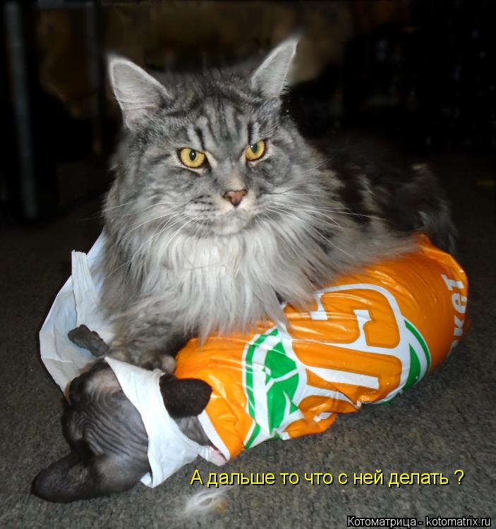 А дальше то что с ней делать ?... Котоматрица: А дальше то что с ней делать ?