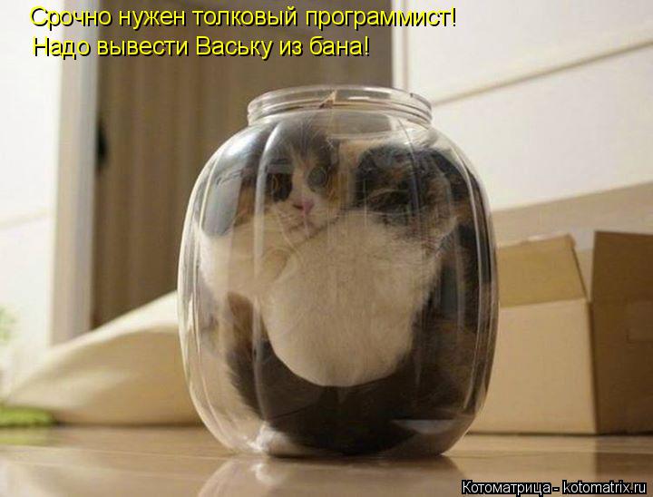 Срочно нужен толковый программист! Надо вывести Ваську из бана!... Котоматрица: Срочно нужен толковый программист! Надо вывести Ваську из бана!